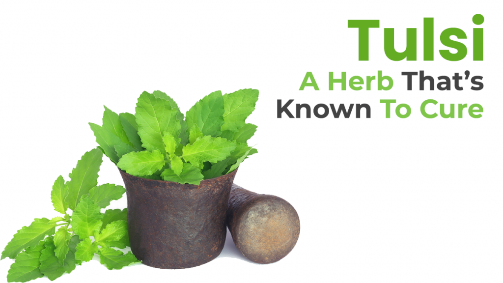 tulsi-an-herb-that-s-known-to-cure-ayurveda-live